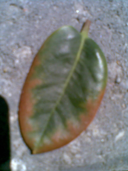 Obrazek
