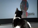 Obrazek