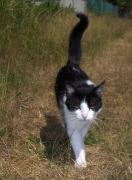 Spacer- podążając za swoją panią! #koty