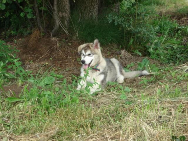 Alaskan malamute