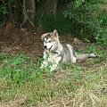 Alaskan malamute
