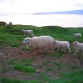 Icelandic sheep observed us cautiously