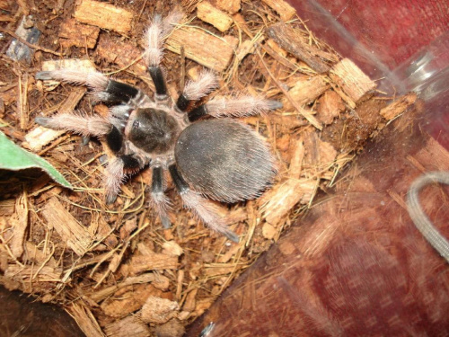 Brachypelma klassi L8