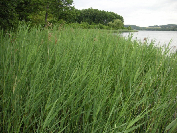 Jezioro - szumiący szelset szuwarów