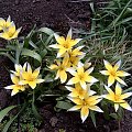 W moim ogrodzie #MÓJOGRÓD #przyroda #kwiaty #ogrod #rosliny #tulipany