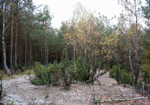 Koluszki, las, jesień #Koluszki #las #jesień