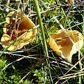 Grzybobranie 15.10.2007 #Grzyby