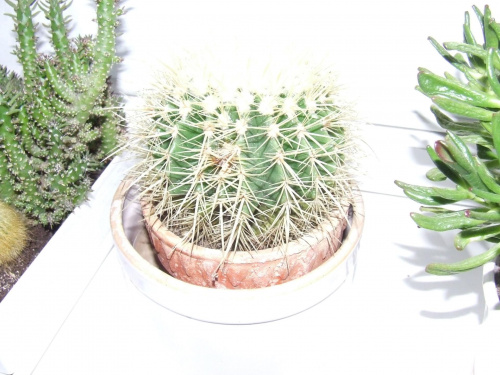 Kaktus_1