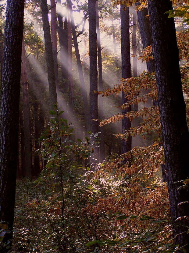 Poranna mgiełka wraz ze słońcem zagościli w lesie #mgła #las #jesień