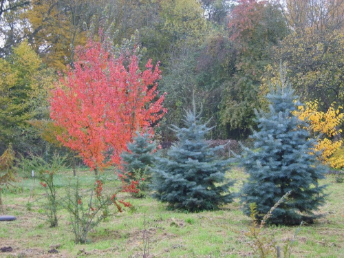 Kontrast jesiennych barw drzew. #jesień #drzewa #przyroda #OgródDendrologiczny
