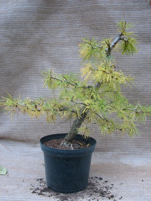 Larix decidua