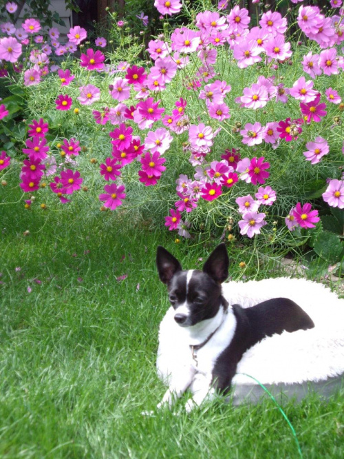 moj pies Nina #Nina #pies #ogrod