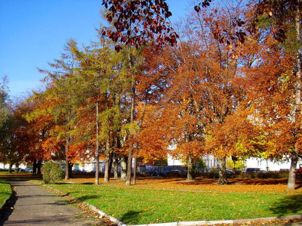 barwy jesieni #jesień #park #liście #barwy #miasto #przyroda #drzewa