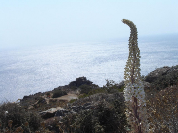 preveli