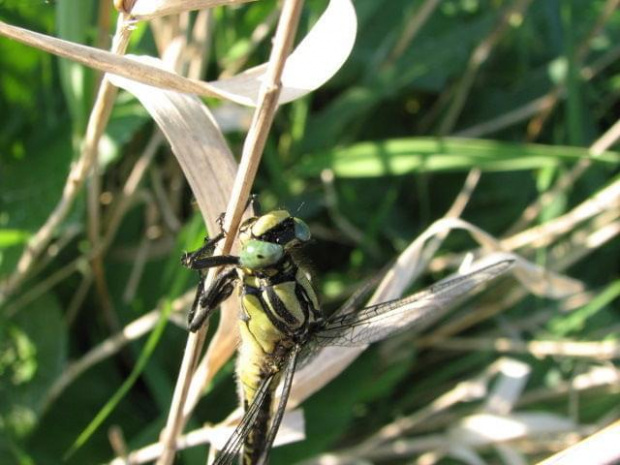 Ważka #Ważka #natura #przyroda #makro