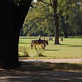 Park w Legnicy