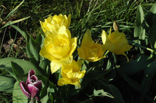 Trawnik zach - tulipany botaniczne