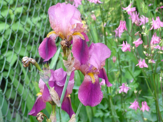 Kosaciec bródkowy (Iris x barbata)