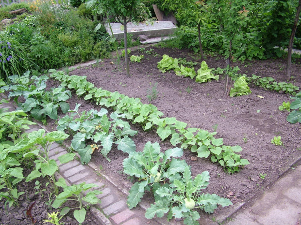 ogród warzywny #ogród