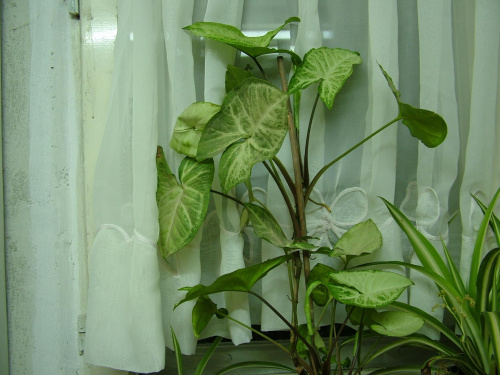 Syngonium Zroślicha stopowcowa
Syngonium podophyllum #pnącza