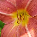 Lilia #kwiaty #lilia #lilie #natura #ogród #przyroda