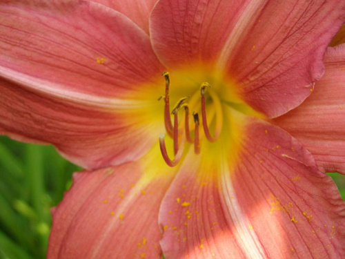 Lilia #kwiaty #lilia #lilie #natura #ogród #przyroda