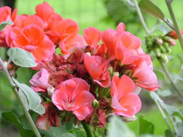 pelargonia #kwiaty