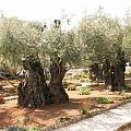 Drzewa oliwne