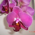 piękna orchidea