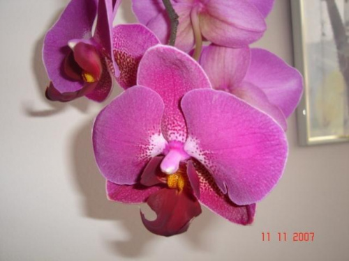piękna orchidea