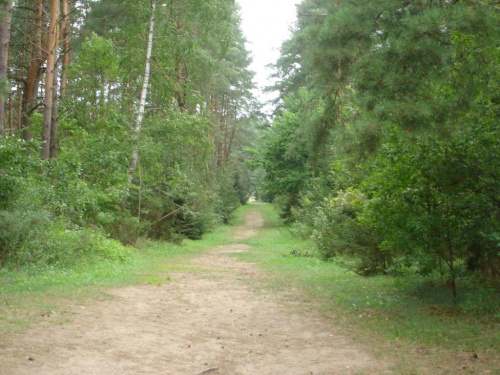 Las w Treblince.