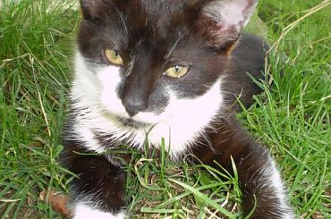 Moje kociaki #koty #kot #koteczek