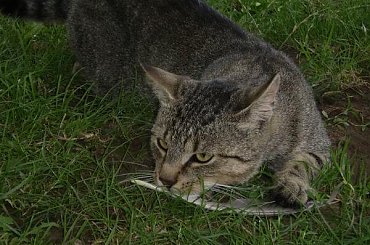 Moje kociaki #koty #kot #koteczek