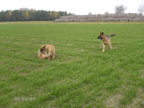 Arno, Delicja i Dalia #ARNOKamabeda #DALIA #DELICJAAptekaNatury #leonberger #OwczarekNiemiecki