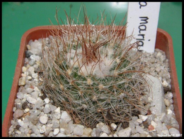 Parodia mairanana