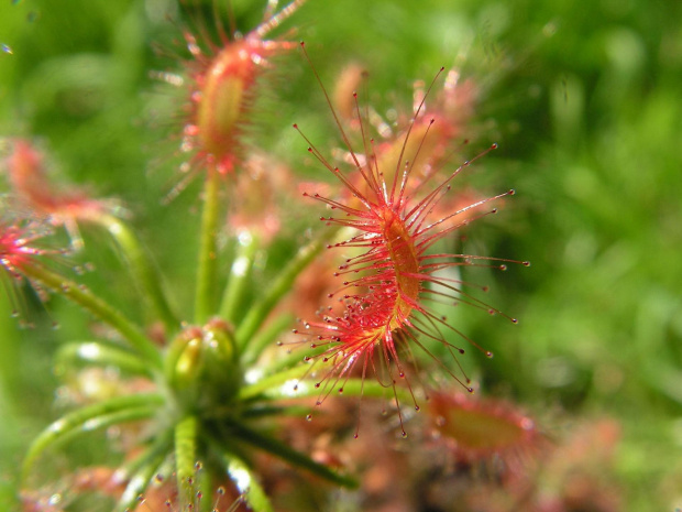 Drosera scorpioides #rosiczka