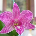 dendrobium phalaenopsis #storczyki #orchidea