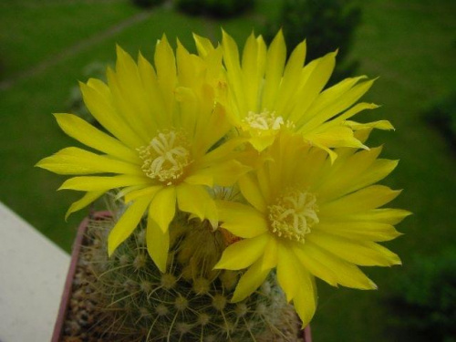 Parodia aureispina