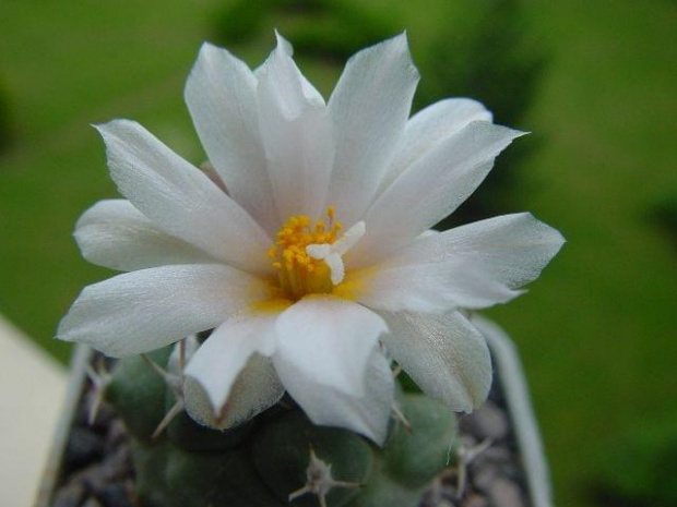 Turbinicarpus lphophorioides