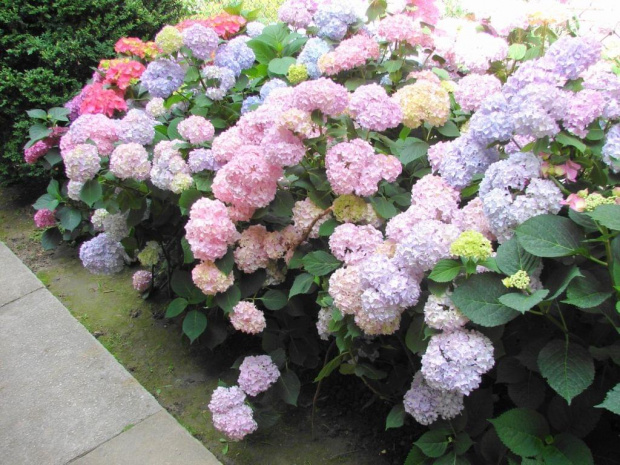 #HydrangeaMacrophylla #HortensjaOgrodowa #hortensje #hydrangeas