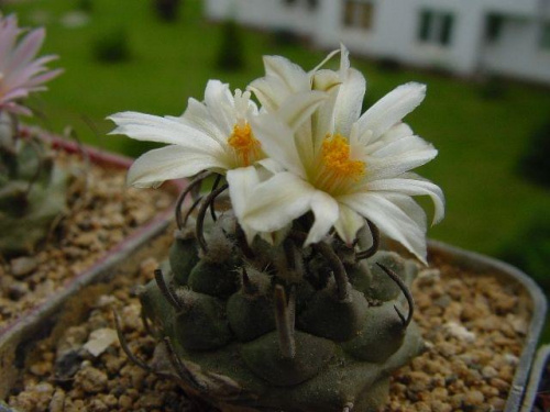 Turbinicarpus schwarzii