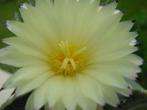 Astrophytum myriostigma v. nudum