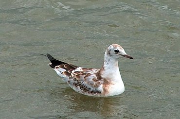 Ptaki #kaczki #KrynicaMorska #mewy #plaża #Ptaki #morze #urlop