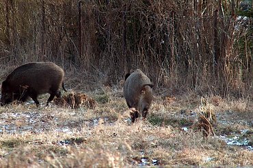 Zwierzaki #Zwierzęta #dziki #KrynicaMorska #urlop