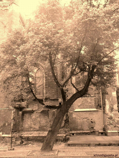 Lipa przed kościołem św. Jana