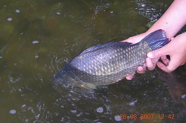 Duży karaś idzie do wody ;) #jezioro #JezioroKalwa #kalwa #karaś #KaraśDoWody #KaraśSrebrzysty #KaraśSrebrzystyWJeziorze #KaraśSrebrzystyWJeziorzeKalwa #KaraśSrebrzystyWypuszczanyDoWody #KaraśWJeziorze #KaraśWJeziorzeKalwa #KaraśWWodzie