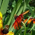 #Kwiaty #motyle #owady #Rudbekia #przyroda