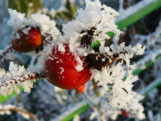 Róża zimą, lekko pokryta śniegiem. #róża #zima #śnieg #grudzień #makro #super