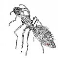OTo moja, mrówka narysowana w trzi minuty( z radomia:D)
Paint, ołówek czarny
