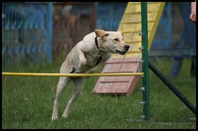 Pokaz Agility - Olsztyn 2007 Wystawa Psów